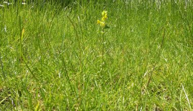Meadow lawn showing Birdsfoot Trefoil, Yellow Rattle and Poppy