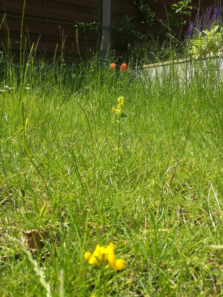 Meadow lawn showing Birdsfoot Trefoil, Yellow Rattle and Poppy